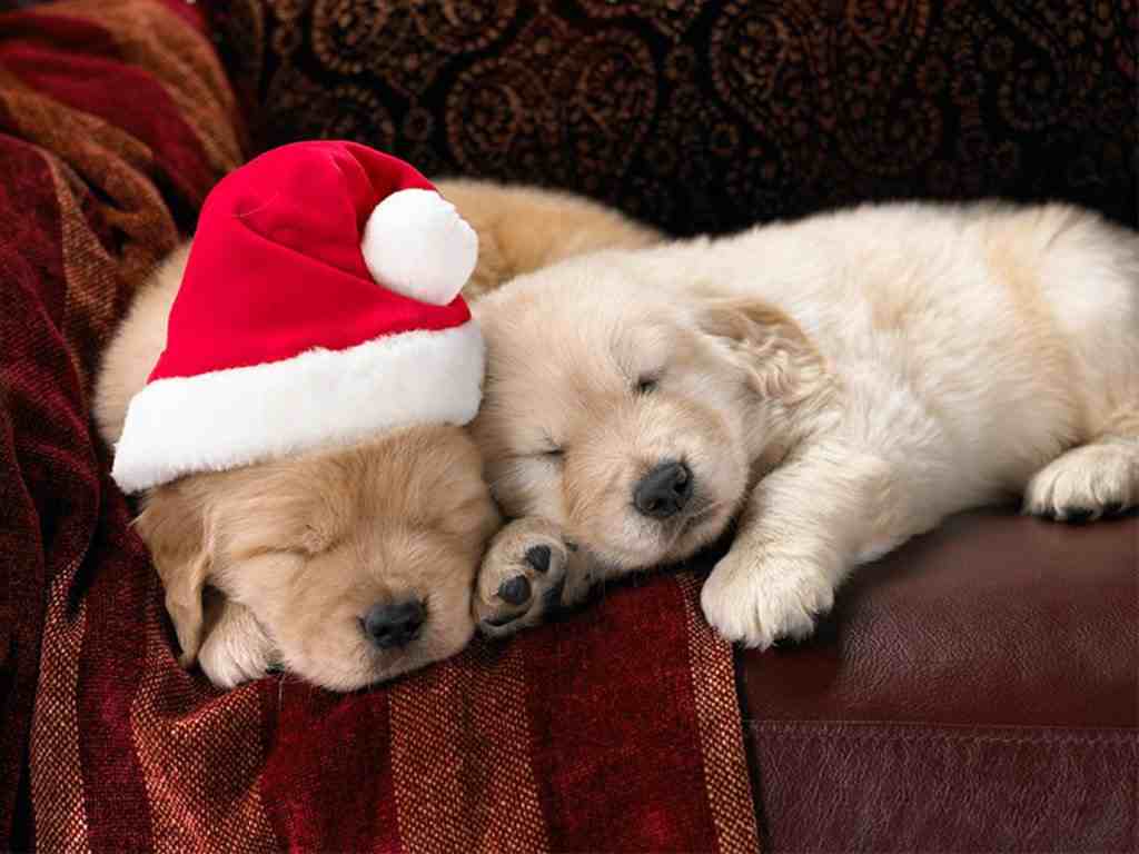 Cute_Christmas_dogs_Wallpaper__yvt2
