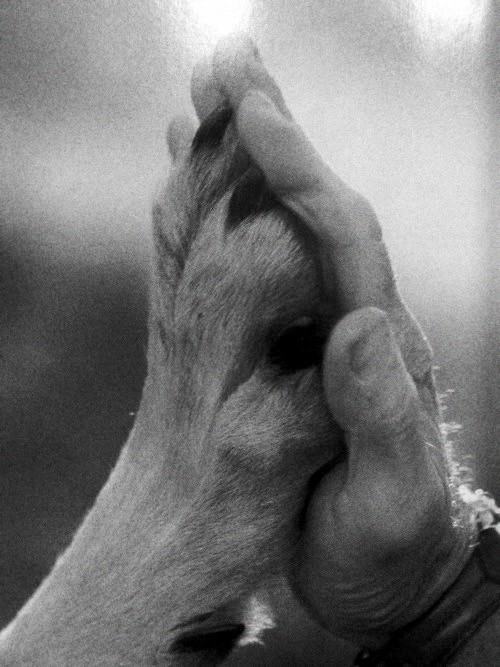 high-five-dog-paw-and-human-hand