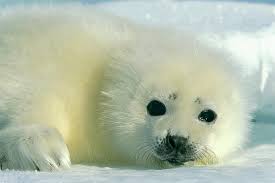 harp seal baby