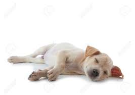 4 στάση ύπνου σκύλου