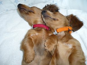 8 στάση ύπνου σκύλου