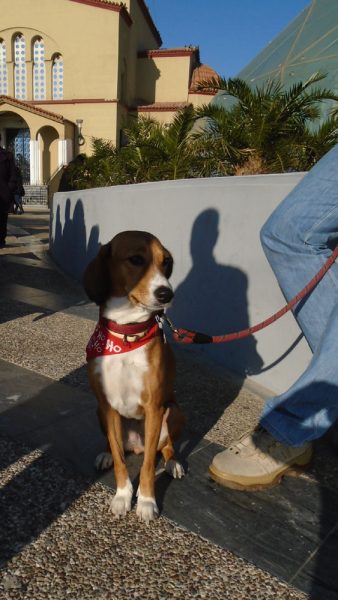 marsa posavac hound dog