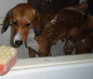 σκύλος κάνει μπάνιο
