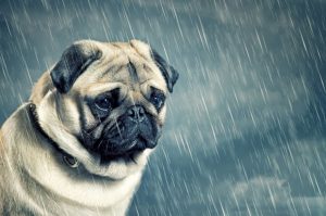 Γιατί δεν αρέσει στα σκυλιά η βροχή;