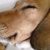 Pet therapy dogs με ειδικότητα στον ύπνο