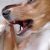 Φυσική καταπολέμηση της κακοσμίας στόματος στα σκυλιά